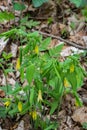 Large-Flowered Bellwort Ã¢â¬â Uvularia grandflora